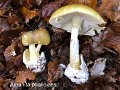 Amanita phalloides-amf223-2
